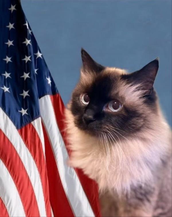 /Images/uploads/Mid County Chamber of Commerce/pet-mayor-2022/entries/24612thumb.jpg